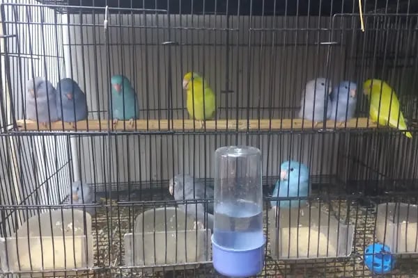 GünKar Petshop - Resim 4