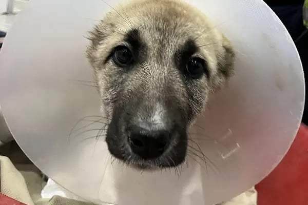 Adana Albatros Veteriner Kliniği - Resim 20