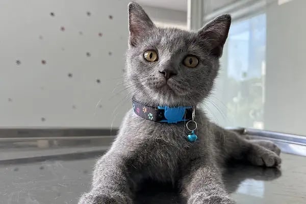 Adana Albatros Veteriner Kliniği - Resim 18