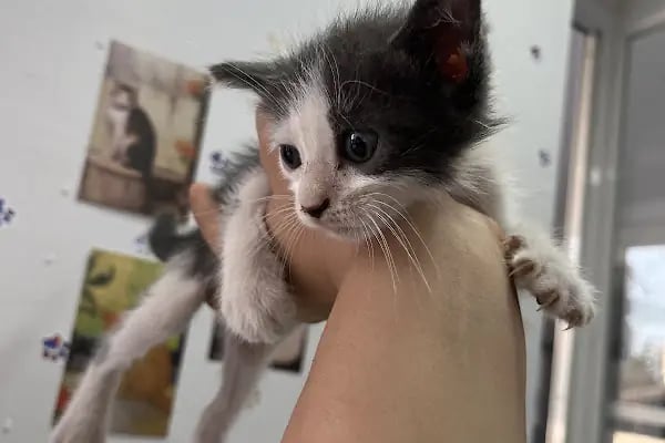Adana Albatros Veteriner Kliniği - Resim 8