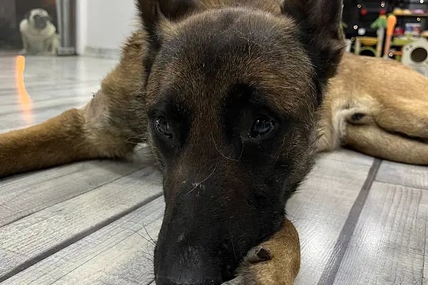 Adana Albatros Veteriner Kliniği - Resim 17