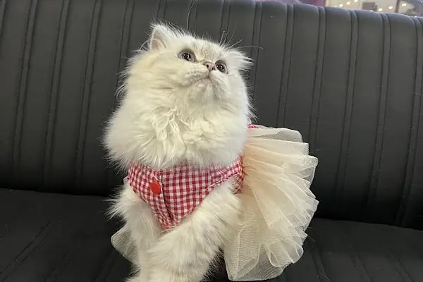Adana Albatros Veteriner Kliniği - Resim 16