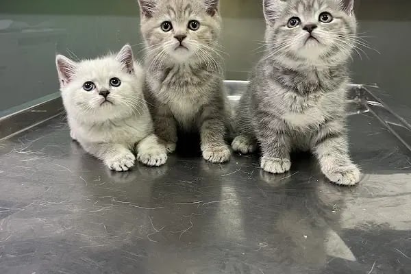 Adana Albatros Veteriner Kliniği - Resim 13