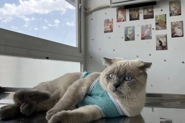 Adana Albatros Veteriner Kliniği - Resim 4