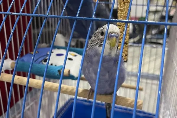 Adana Albatros Veteriner Kliniği - Resim 19