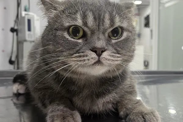 Adana Albatros Veteriner Kliniği - Resim 11