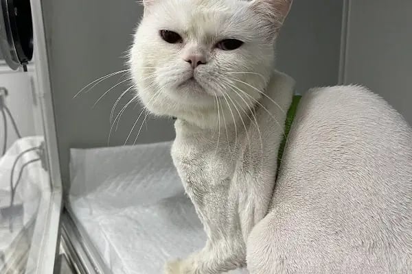 Adana Albatros Veteriner Kliniği - Resim 1