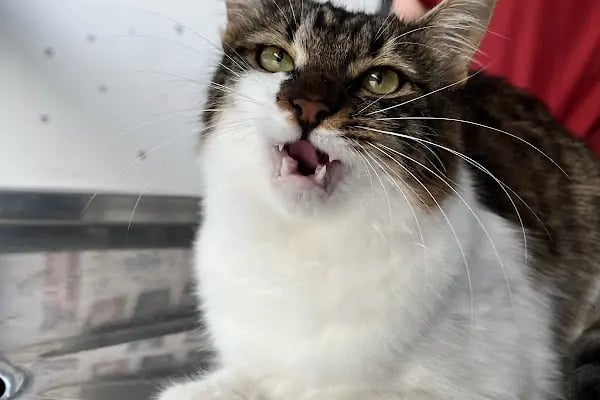 Adana Albatros Veteriner Kliniği - Resim 14