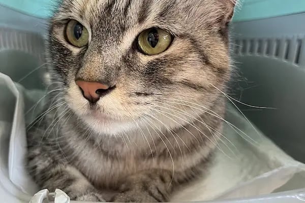Adana Albatros Veteriner Kliniği - Resim 5
