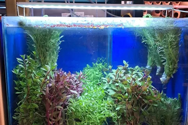 HOBİM PET SHOP 07 - Resim 8
