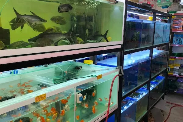 HOBİM PET SHOP 07 - Resim 17