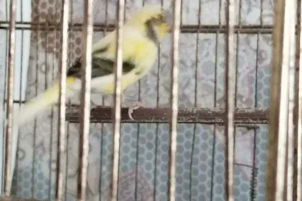 OKYANUS PETSHOP - Resim 6
