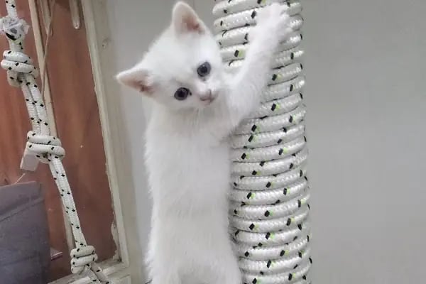 OKYANUS PETSHOP - Resim 15