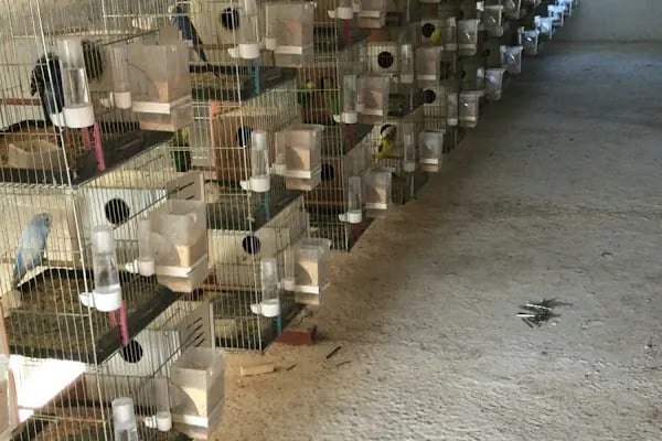 OKYANUS PETSHOP - Resim 17