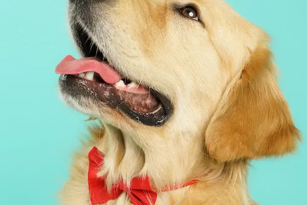 Leqush Pet Photo Studio - Resim 5