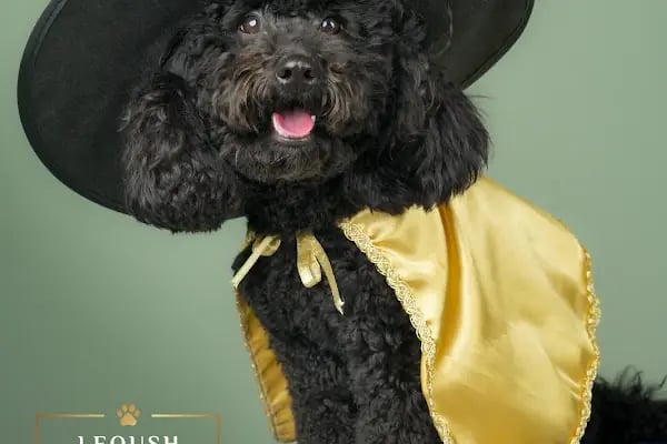 Leqush Pet Photo Studio - Resim 12