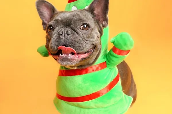 Leqush Pet Photo Studio - Resim 10