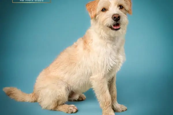 Leqush Pet Photo Studio - Resim 6