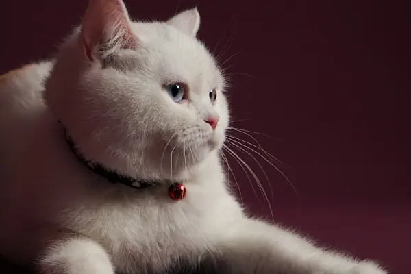 Leqush Pet Photo Studio - Resim 7