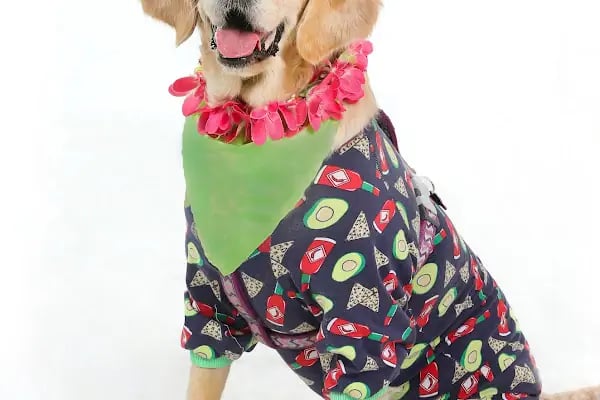 Leqush Pet Photo Studio - Resim 8