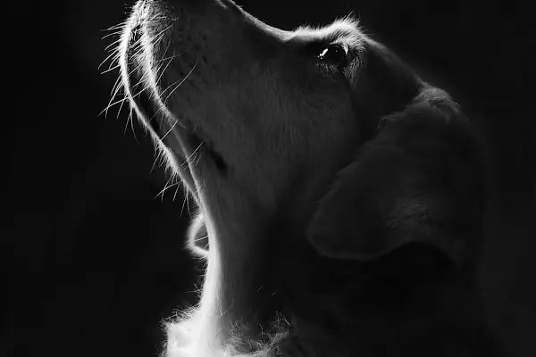 Leqush Pet Photo Studio - Resim 13