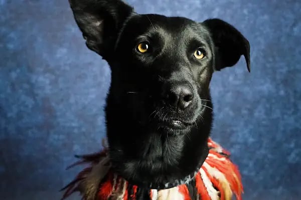 Leqush Pet Photo Studio - Resim 11