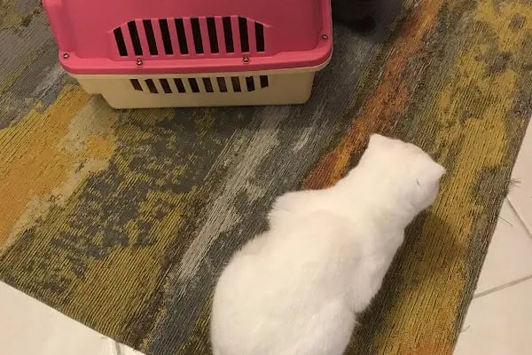 Kayaşehir Veteriner Kliniği - Resim 18