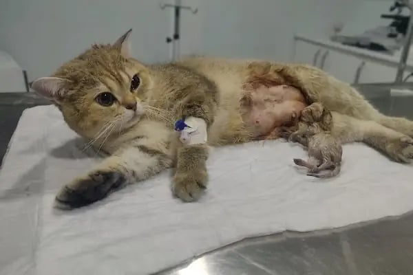 Kayaşehir Veteriner Kliniği - Resim 9