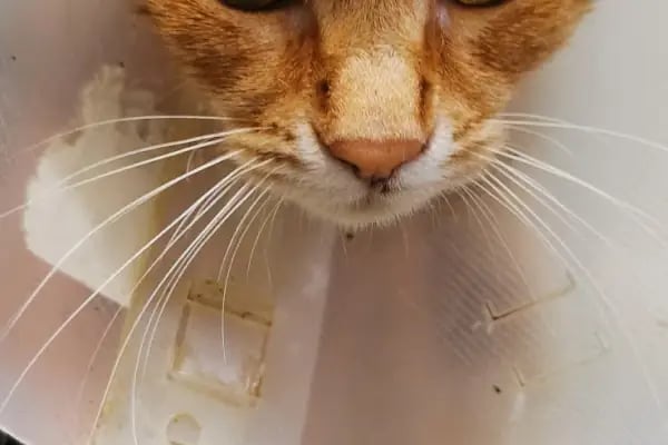 Kayaşehir Veteriner Kliniği - Resim 10