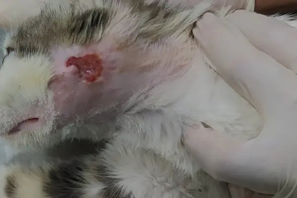 Kayaşehir Veteriner Kliniği - Resim 16