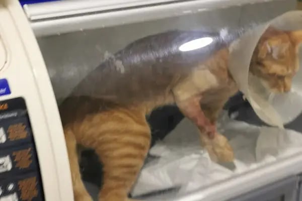 Kayaşehir Veteriner Kliniği - Resim 12