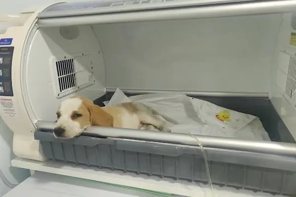 Kayaşehir Veteriner Kliniği - Resim 17