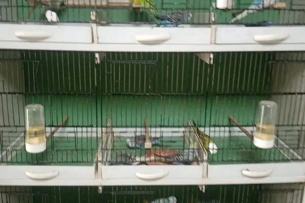 Rastgele petshop - Resim 15