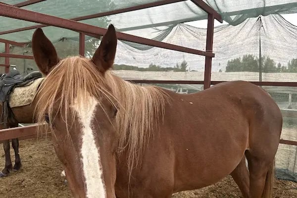 OASİS RANCH & AT ÇİFTLİĞİ - Resim 7