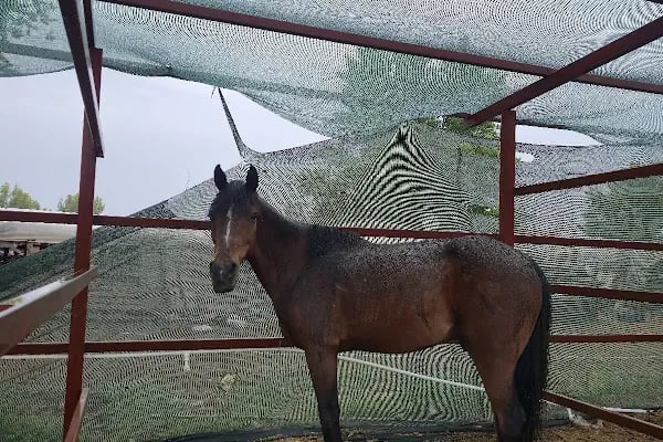 OASİS RANCH & AT ÇİFTLİĞİ - Resim 4