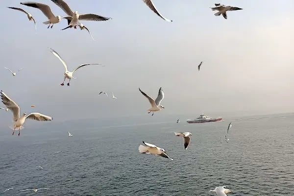 İDO Pendik Feribot İskelesi - Resim 19