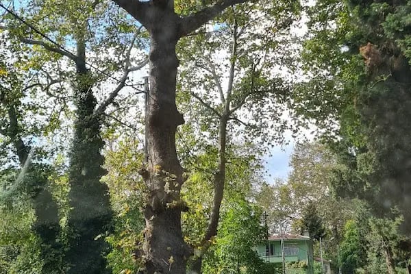 Rumelikavağı Mezarlığı - Resim 5
