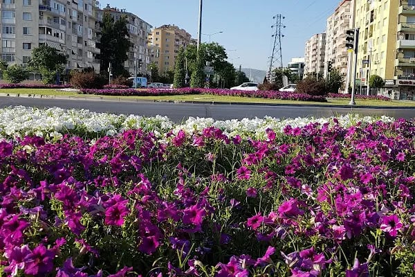 Yeşil Alan - Resim 18