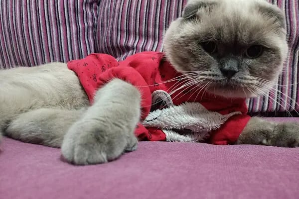 Vitality Veteriner Kliniği - Resim 5