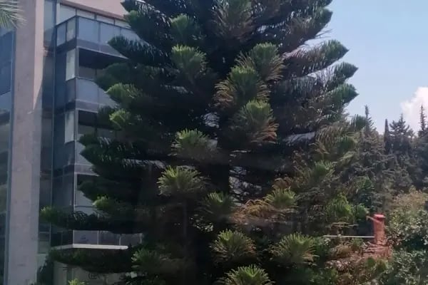 Oasis Estate - Real Estate Agent Alanya Tyrkiet - Resim 15