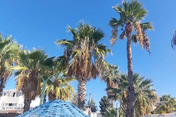 Hillstone Bodrum Hotel& SPA - Resim 20