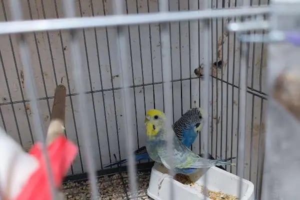 Bytan petshop muhabbet üretim - Resim 8