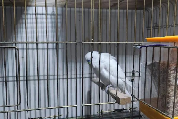 Bytan petshop muhabbet üretim - Resim 1