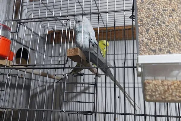 Bytan petshop muhabbet üretim - Resim 3