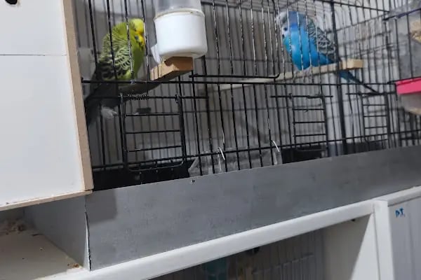 Bytan petshop muhabbet üretim - Resim 2