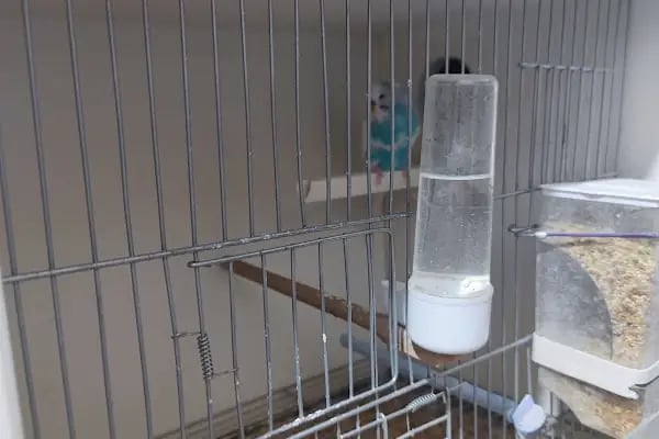 Bytan petshop muhabbet üretim - Resim 4