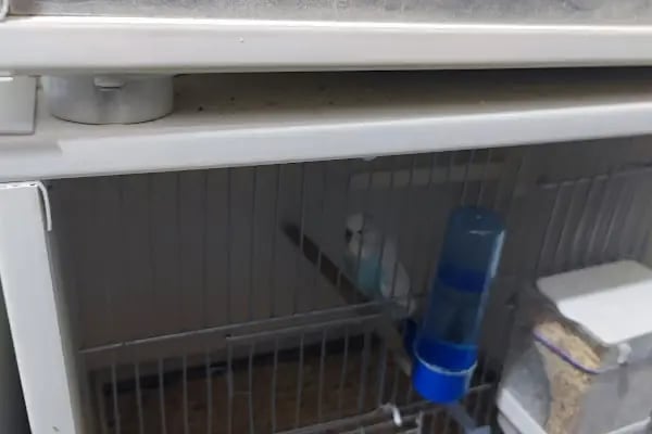 Bytan petshop muhabbet üretim - Resim 6