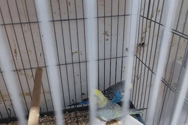 Bytan petshop muhabbet üretim - Resim 5