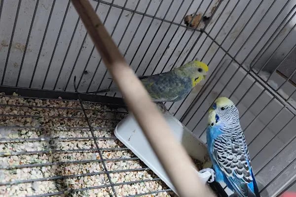 Bytan petshop muhabbet üretim - Resim 7