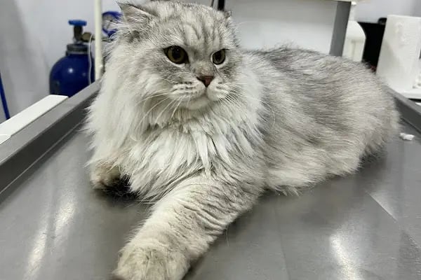 Petunya Veteriner Kliniği - Resim 3